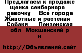 Предлагаем к продаже щенка сенбернара - девочку. - Все города Животные и растения » Собаки   . Пензенская обл.,Мокшанский р-н